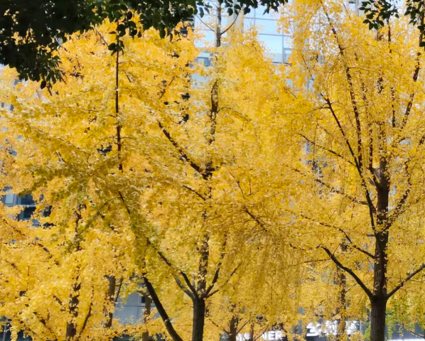 全球首个机器人保洁员深圳上岗 人机协同开启家庭服务新范式